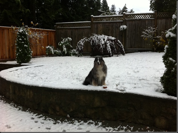 Mojo first snow 2011