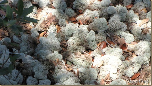 Ocala NF_010