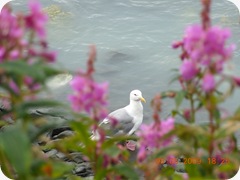 DSCN8335