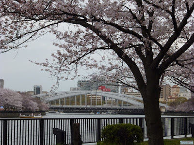 桜と櫻宮橋