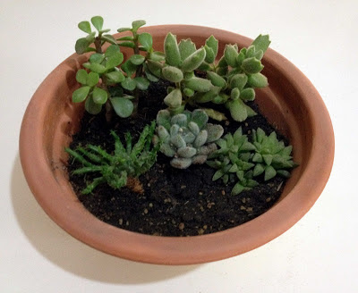 succulent container