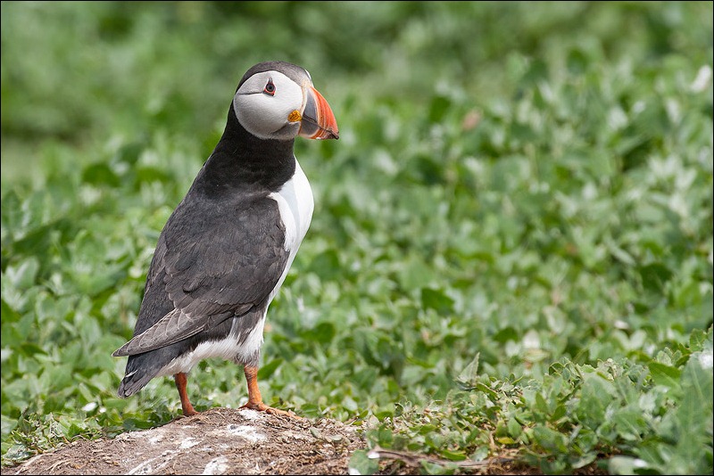 Farne Island Puffin