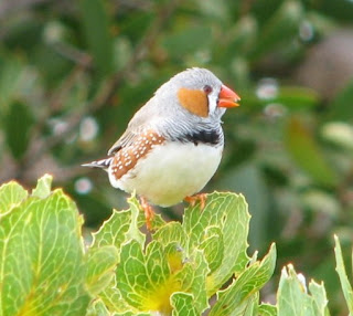 zebra finch photo