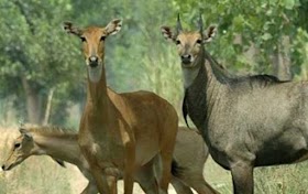 गुरु घासीदास राष्ट्रीय उद्यान | Guru Ghasidas National Park Chhattisgarh