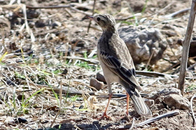 Paddyfield Pipit