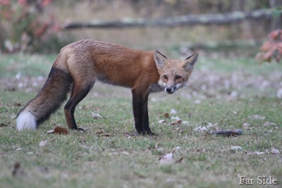 Fox