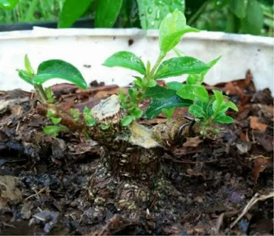 Cara Membuat Bonsai Sakura Mikro yang Bagus