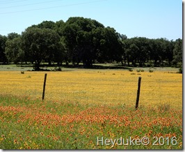 Texas Hill Country 003