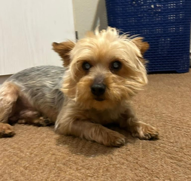 semi-blind Male Yorkshire Terrier laying on a carpet