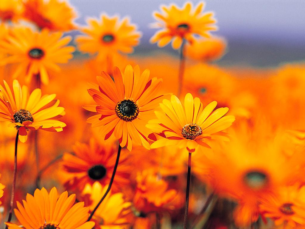 orange flowers wallpaper orange flowers wallpaper orange flowers ...