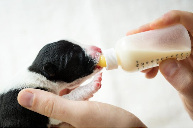 How To Take Care Of A Newborn Puppy Without Mother  , feeding puppies