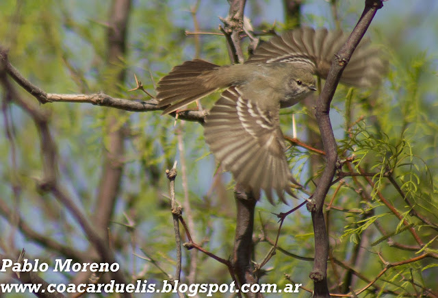 alt="suiriri pico corto,sublegatus modestus,aves de Mendoza"