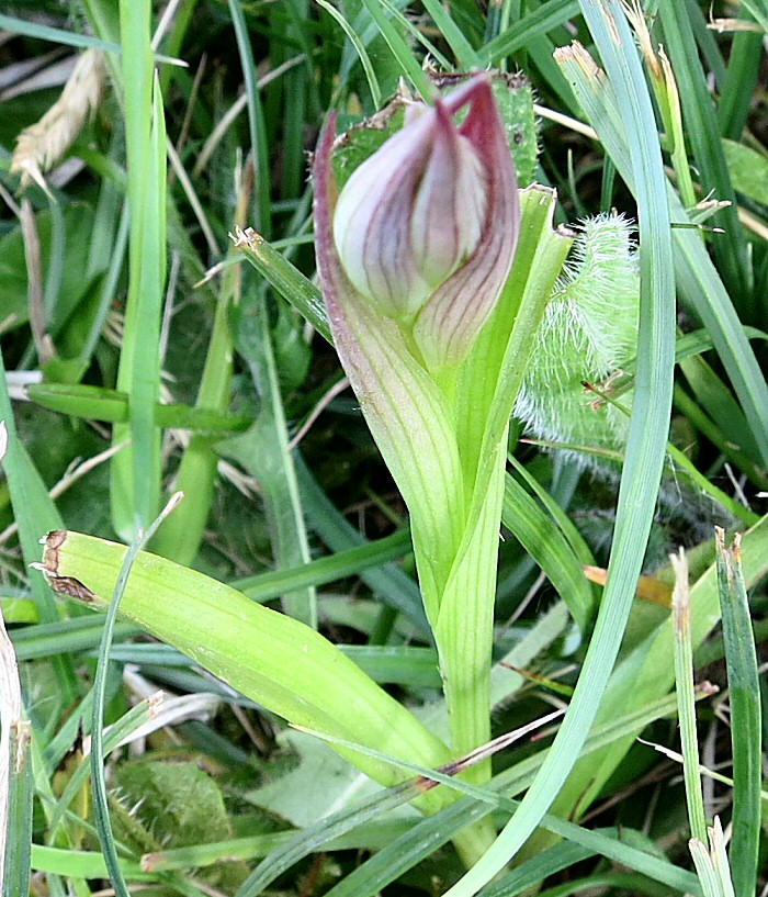 Jeune pousse de sérapias à petites fleurs