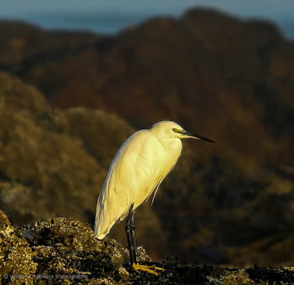 Little Egret Blougbergstrand Cape Town Vernon Chalmers Photography