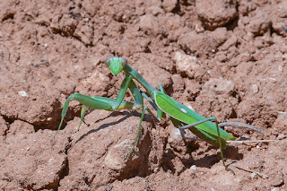 mantis africana-sphodromantis viridis-insectos-mantis-mantis en el suelo-insecto carnivoro-