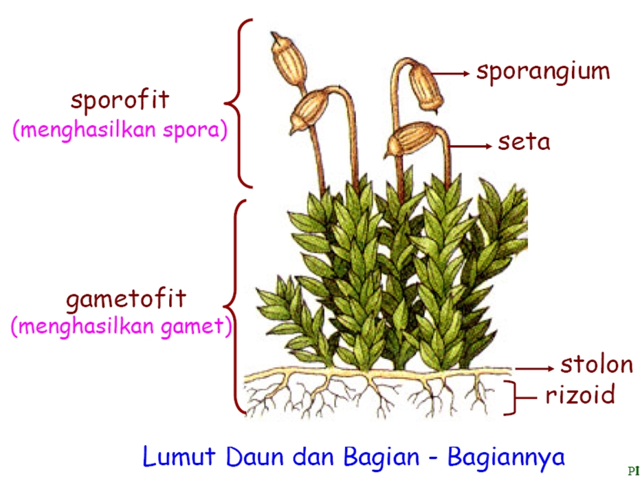 Struktur dan Ciri Tumbuhan Lumut (Briofita) - Info 
