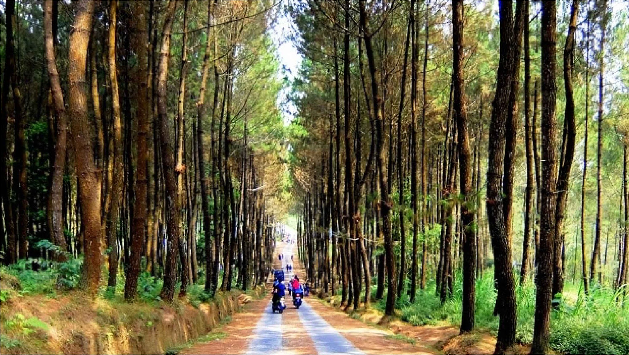  Hutan  Pinus  Manikliyu Spot Foto Instagramable Dan 