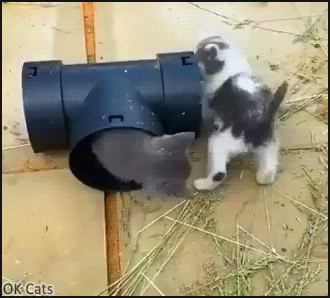 Funny Kitten GIF • Cutest infinite loop. CATch me if you can! 2 kitties chasing each other round and round [ok-cats.com]