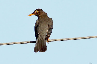 "Indian Blackbird perched on a wire,with and orange beak, and glossy black feathers."