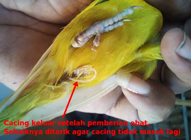 Jika anda mempunyai burung lovebird yang kurang nafsu makan Cara Obati Lovebird Kurus Nyilet, 7 hari gemuk lagi