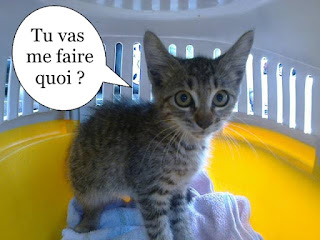 Petit chaton gris dans une cage de transport.