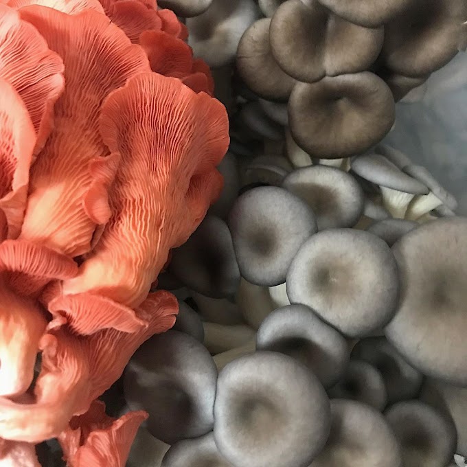 Oyster mushrooms | Mushroom supplier | Biobritte mushroom company