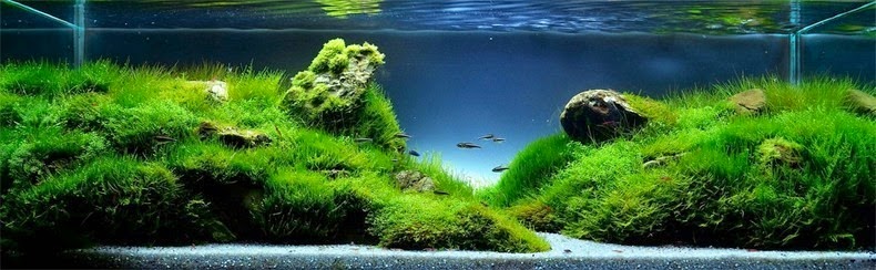 aquascaping-10