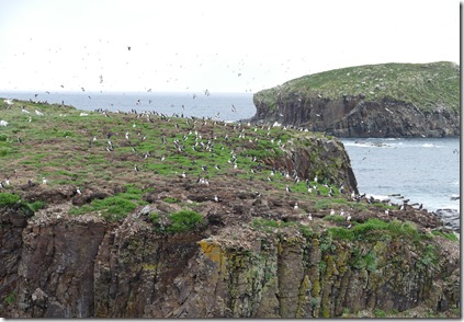 nl_pr_elliston_bird_island