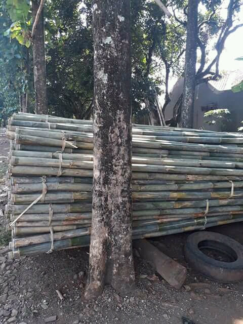 Jual bambu  apus bambu  petung mojokerto 