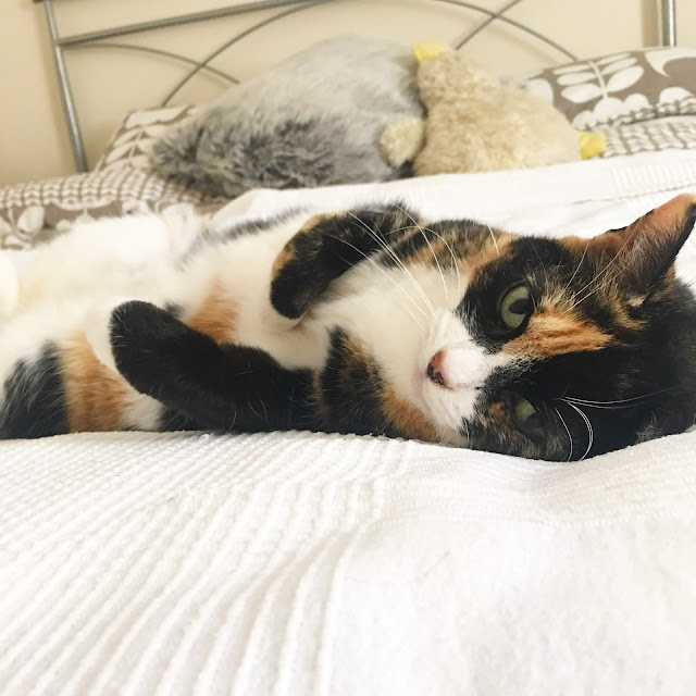 I wasn't planning on adopting a cat this year, but sometimes life takes you in different directions just when you need it. Here's how I came to meet my purrfect Poppy cat...