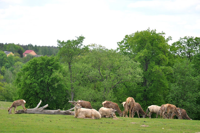 Zwierzyniec Górny  Park Safari w Bałtowie