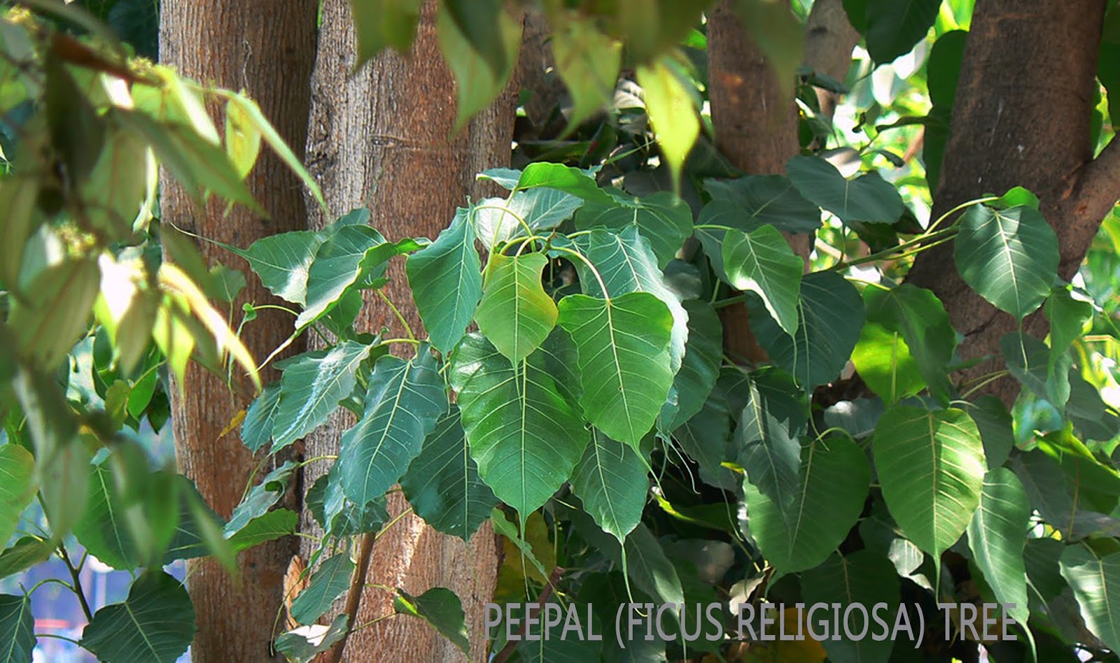 What is the benefit of worshiping the Peepal (Ficus religiosa) tree? Let's know !!