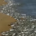 Thật kỳ lạ, hàng ngàn đàn cá đột nhiên đổ vào bờ, điều gì đã xảy ra