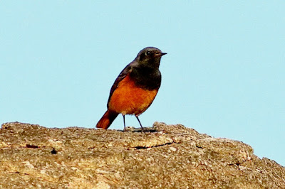 "Black Redstart (Phoenicurus ochruros) perched on a rock, displaying dark plumage with contrasting orange-red tail feathers. Winter common migrant to Mount Abu."
