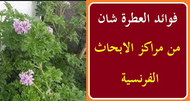 "فوائد عشبة العطرة للشعر" "عشبة العطرة للتنحيف" "فوائد نبات العطرة للحامل" "طريقة عمل شاي العطرة" "زراعة نبات العطرة في المنزل" "فوائد نبات الأخيلية العطرة" "فوائد العطر للبشرة" "فوائد العطرة للتنحيف" "عشبة العطرة" "عشبة العطرة للتنحيف" "عشبة العطرة للحامل" "عشبة العطرة بالانجليزي" "عشبة العطرة بالمغربية" "عشبة العطرة بالفرنسية" "عشبة العطرة ويكيبيديا" "عشبة العطرة للبشرة" "عشبة العطرة بالصور" "فوائد عشبة العطرة للتنحيف" "عشبة العطرة للحمل" "اضرار عشبة العطرة للحامل"