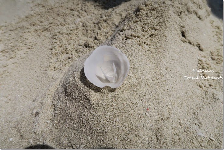 馬爾地夫 沙洲 浮潛 (32)