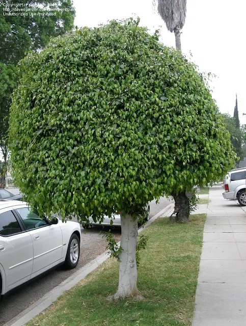 Dicas e cuidados sobre a Ficus ou Ficus benjamina Fico, Fico-chorão