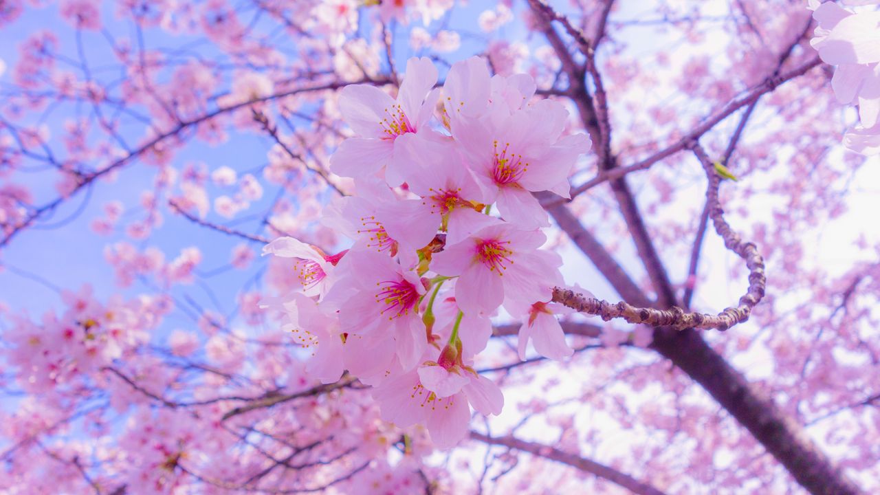 Wallpaper Sakura Flowers Bloom