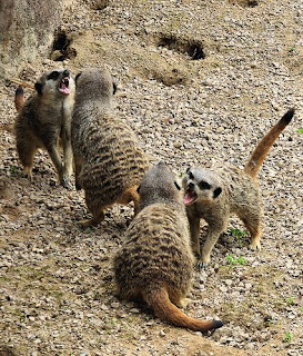 Mongoose Fight