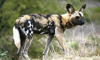  Afrika Vahşi Köpeği