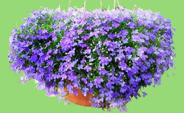 Hoa Thúy Điệp / Hoa Cúc Lobelia