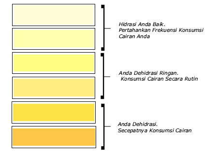  Warna air seni indikator kesehatan tubuh Informasi dan Tips