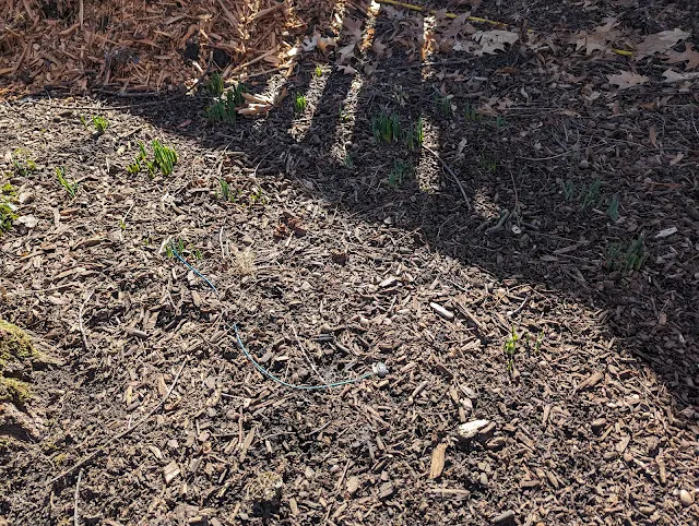 Daffodils emerging in mulch bed - Zone 6a.