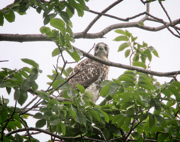 First chick branching