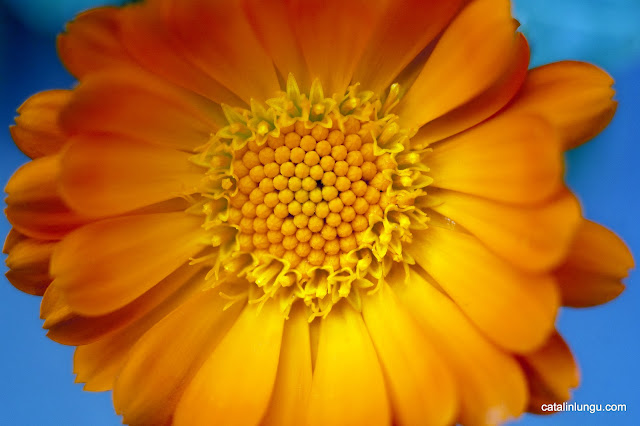 Shiny yellow flower