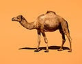 The Camel