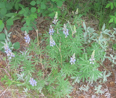 lupines in Colorado