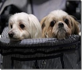 Asian International Dog Show Photos 2010