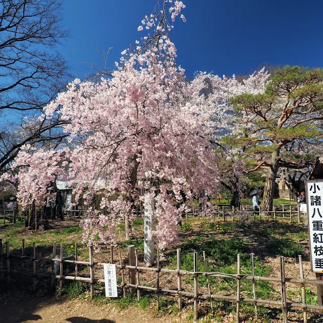 懐古園　小諸城址　小諸八重紅枝垂　桜