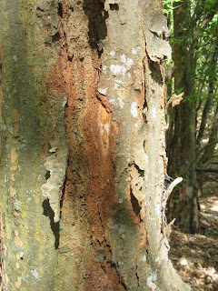 Zelkova crenata - Cheverny - Exfoliation